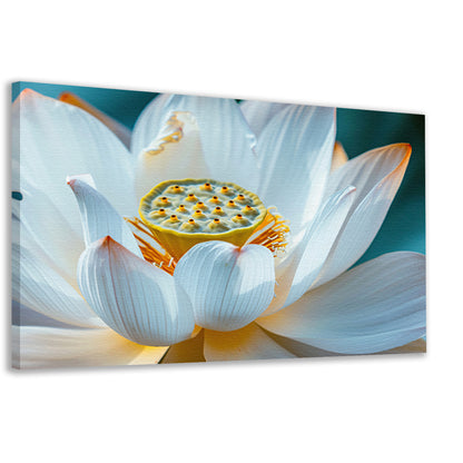 Close-up van bloeiende witte lotus canvas