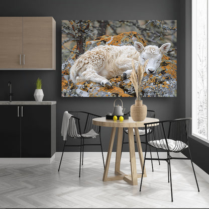 Slapende lam op rots canvas