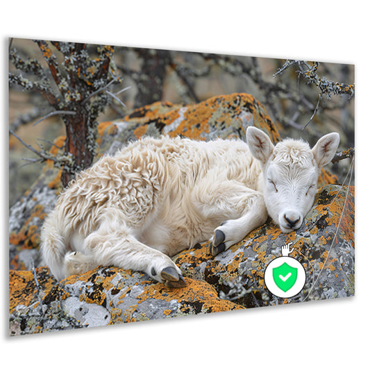 Slapende lam op rots poster