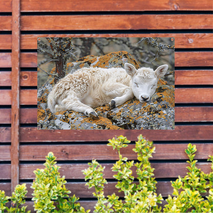 Slapende lam op rots tuinposter