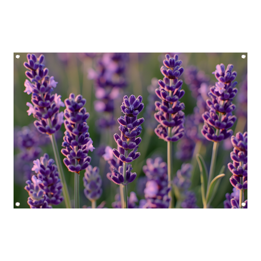 Zonovergoten lavendelveld in bloei tuinposter