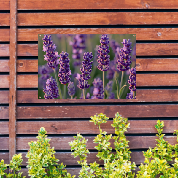 Zonovergoten lavendelveld in bloei tuinposter