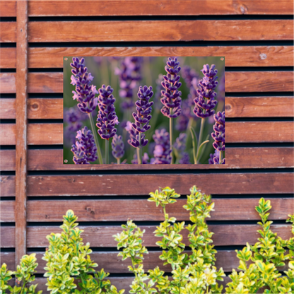 Zonovergoten lavendelveld in bloei tuinposter