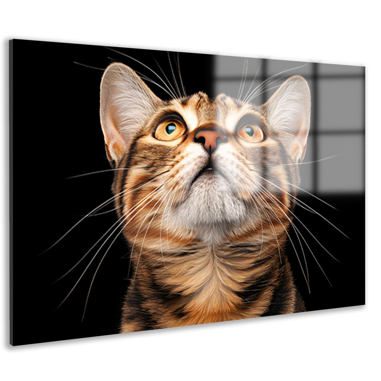 Nabij beeld van een nieuwsgierige kat   acrylglas