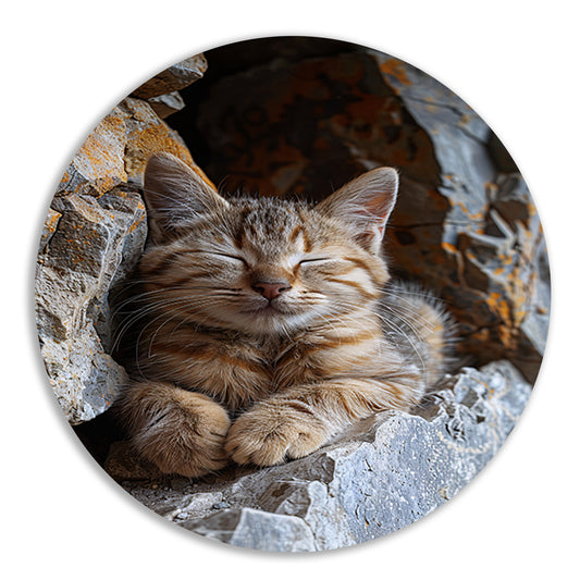 Jonge kat slaapt vredig tussen rotsen aluminium muurcirkel