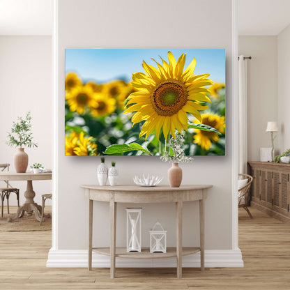 Levendige zonnebloemen tegen een helderblauwe lucht acrylglas