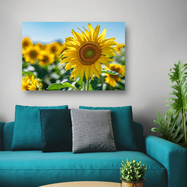 Levendige zonnebloemen tegen een helderblauwe lucht acrylglas