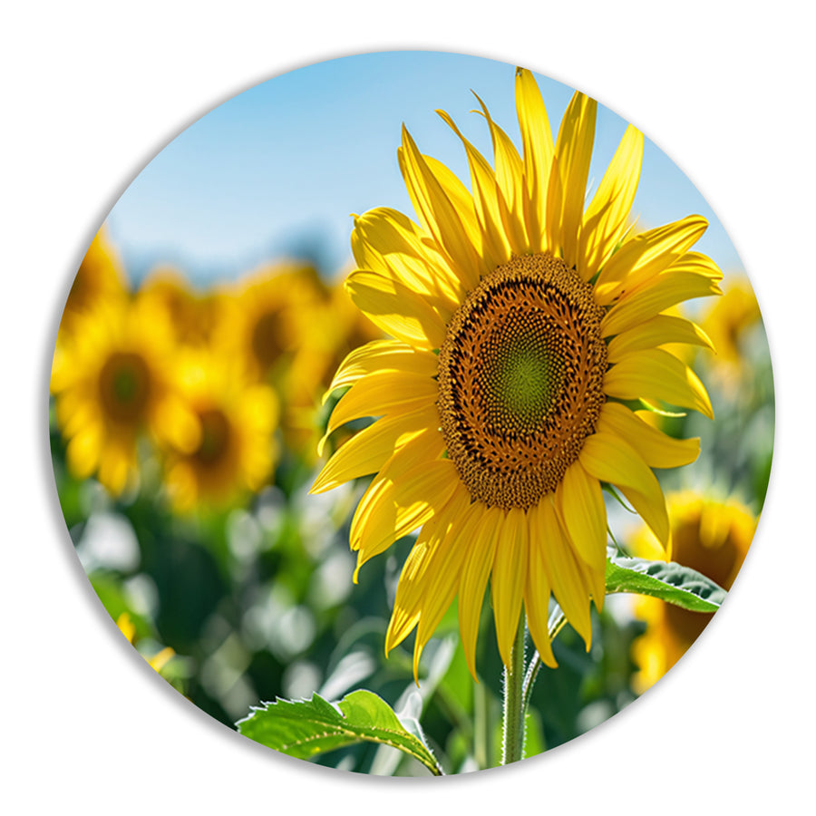Levendige zonnebloemen tegen een helderblauwe lucht forex muurcirkel