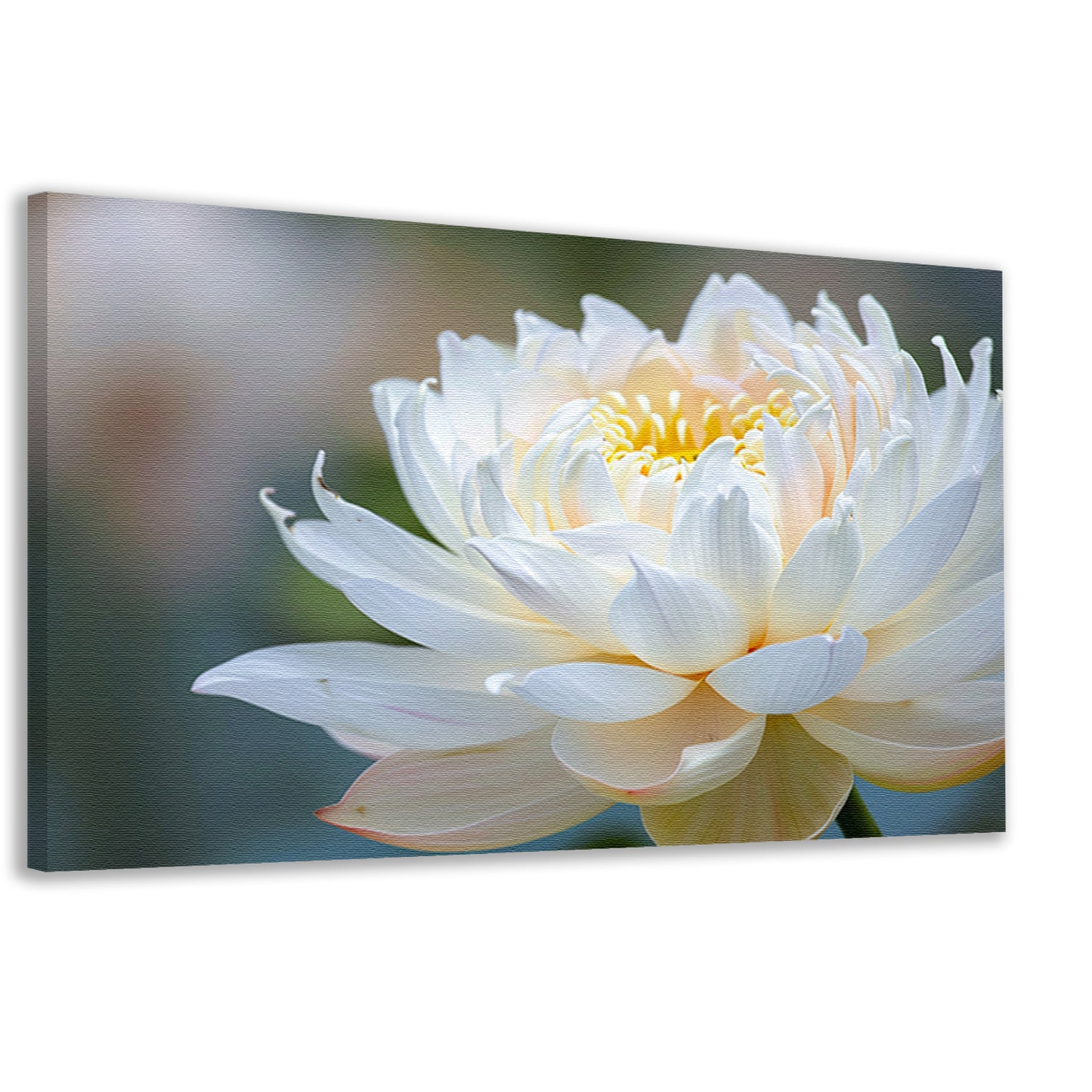 Elegante close-up van bloeiende witte lotus canvas