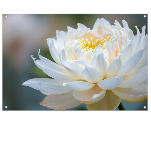 Elegante close-up van bloeiende witte lotus tuinposter