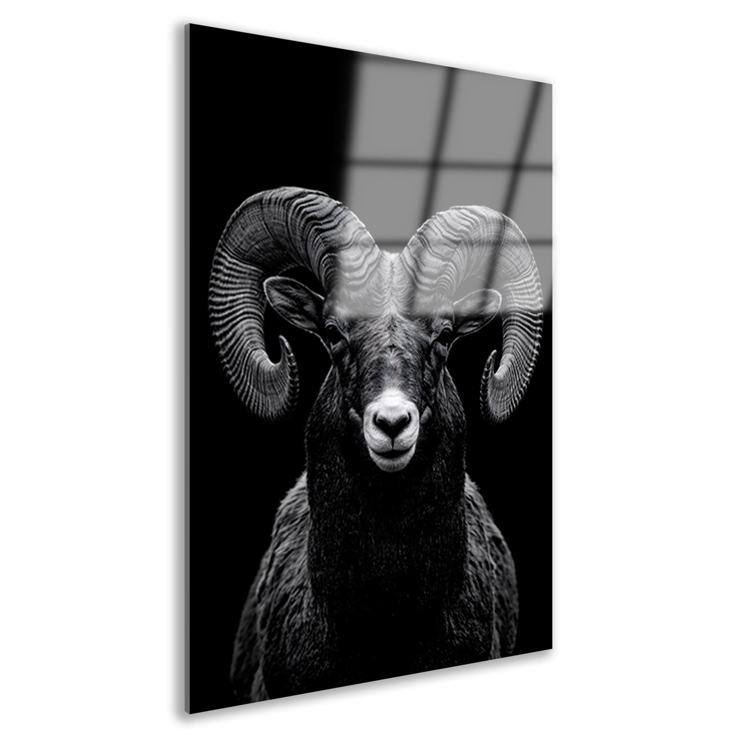 Indrukwekkend zwart-wit portret van een majestueuze ram acrylglas