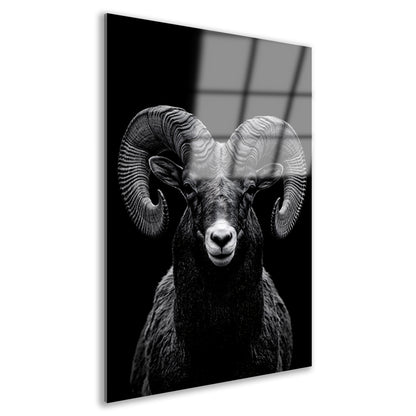 Indrukwekkend zwart-wit portret van een majestueuze ram acrylglas