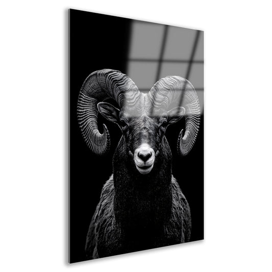 Indrukwekkend zwart-wit portret van een majestueuze ram acrylglas