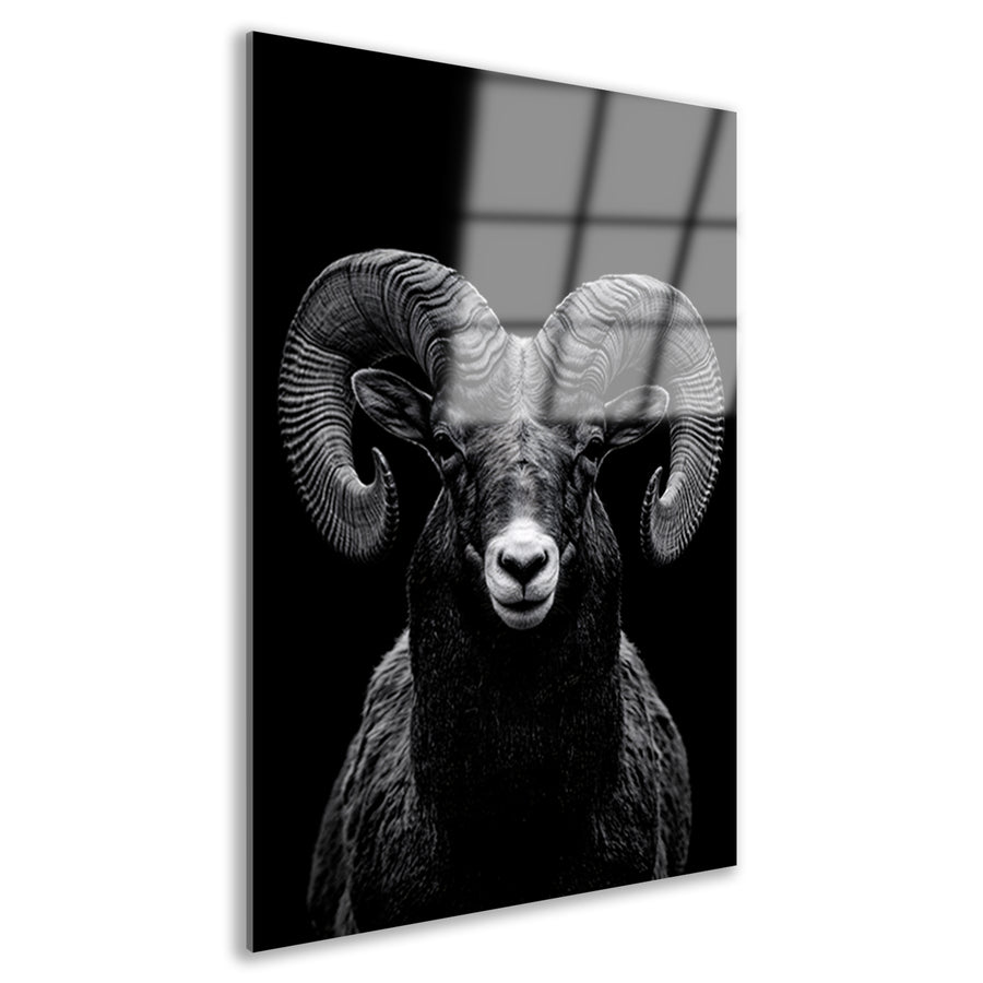 Indrukwekkend zwart-wit portret van een majestueuze ram acrylglas