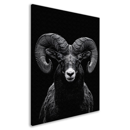 Indrukwekkend zwart-wit portret van een majestueuze ram canvas