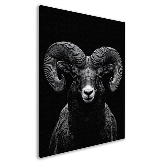 Indrukwekkend zwart-wit portret van een majestueuze ram canvas