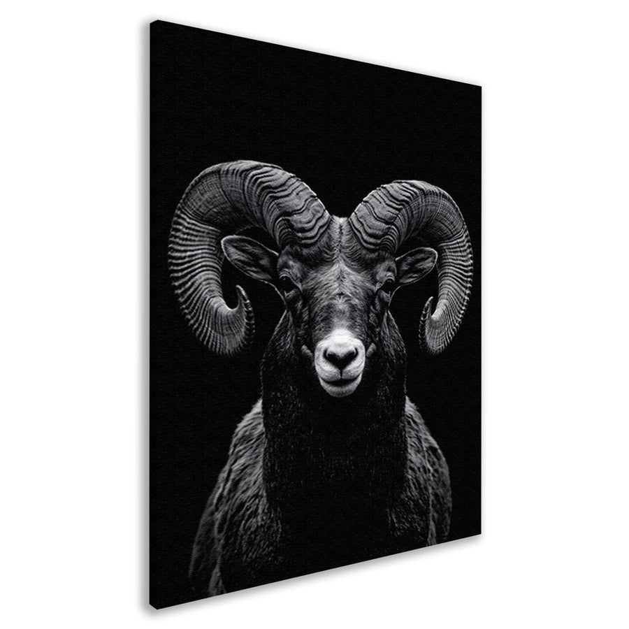 Indrukwekkend zwart-wit portret van een majestueuze ram canvas