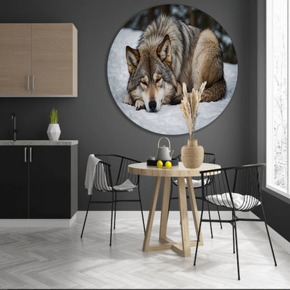 Slapende wolf in winterlandschap forex muurcirkel