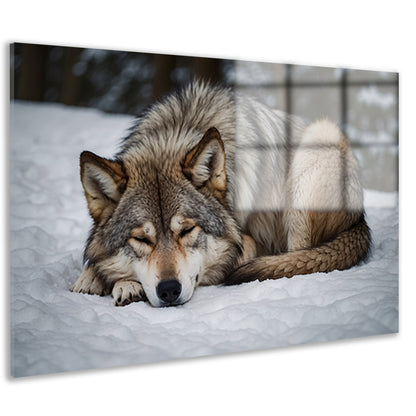 Slapende wolf in winterlandschap acrylglas