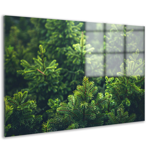 Groene dennenboomtoppen in de ochtendmist acrylglas