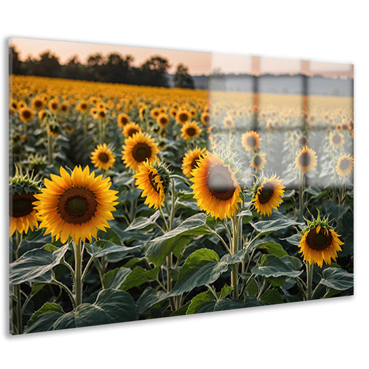 Uitgestrekt zonnebloemveld bij zonsondergang acrylglas