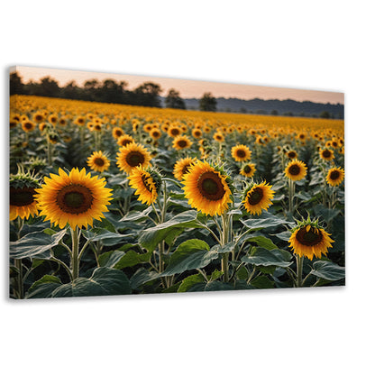 Uitgestrekt zonnebloemveld bij zonsondergang canvas