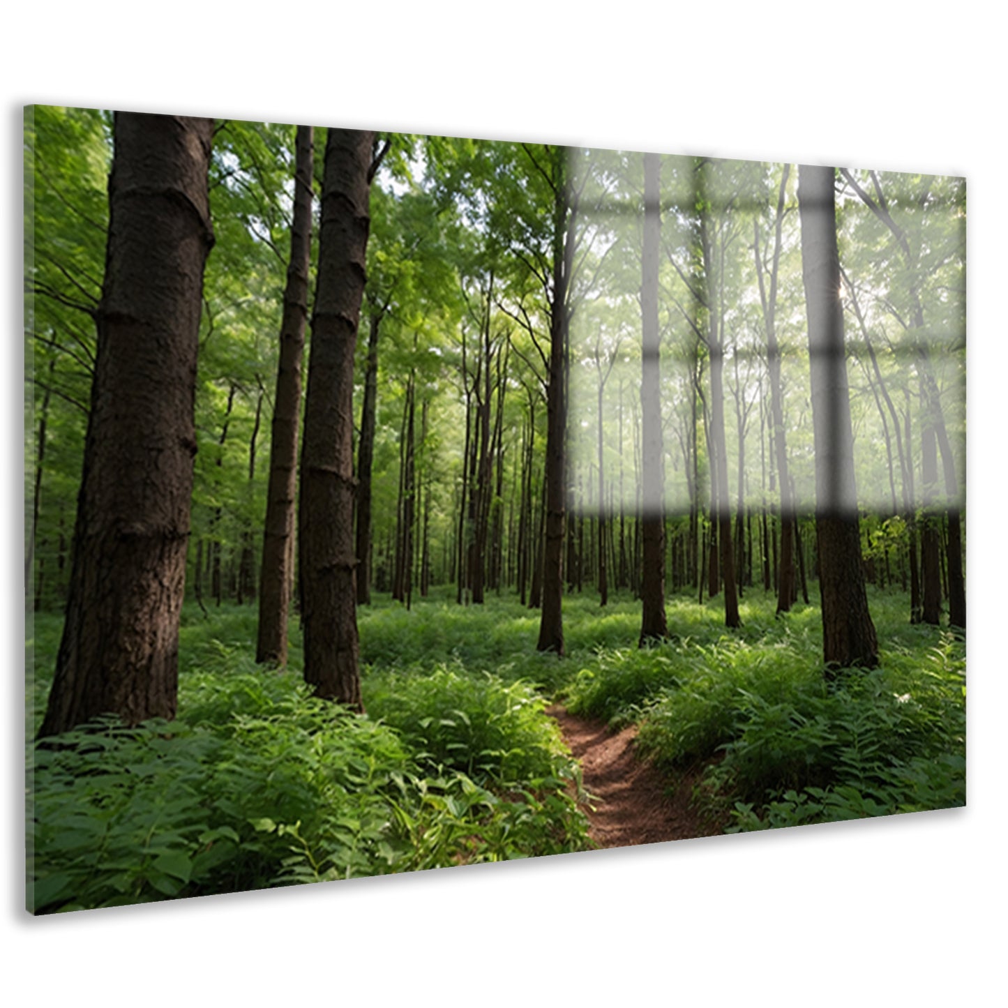 Prachtig groen bos op zonnige dag acrylglas