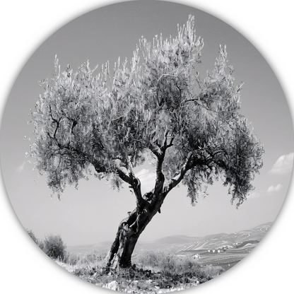 Zwart-wit olijfboom landschap aluminium muurcirkel