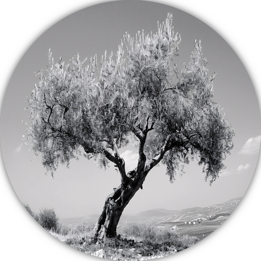Zwart-wit olijfboom landschap aluminium muurcirkel