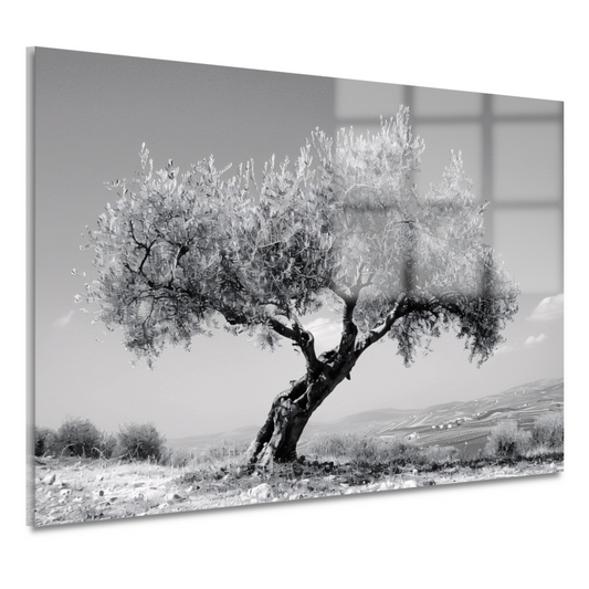 Zwart-wit olijfboom landschap acrylglas