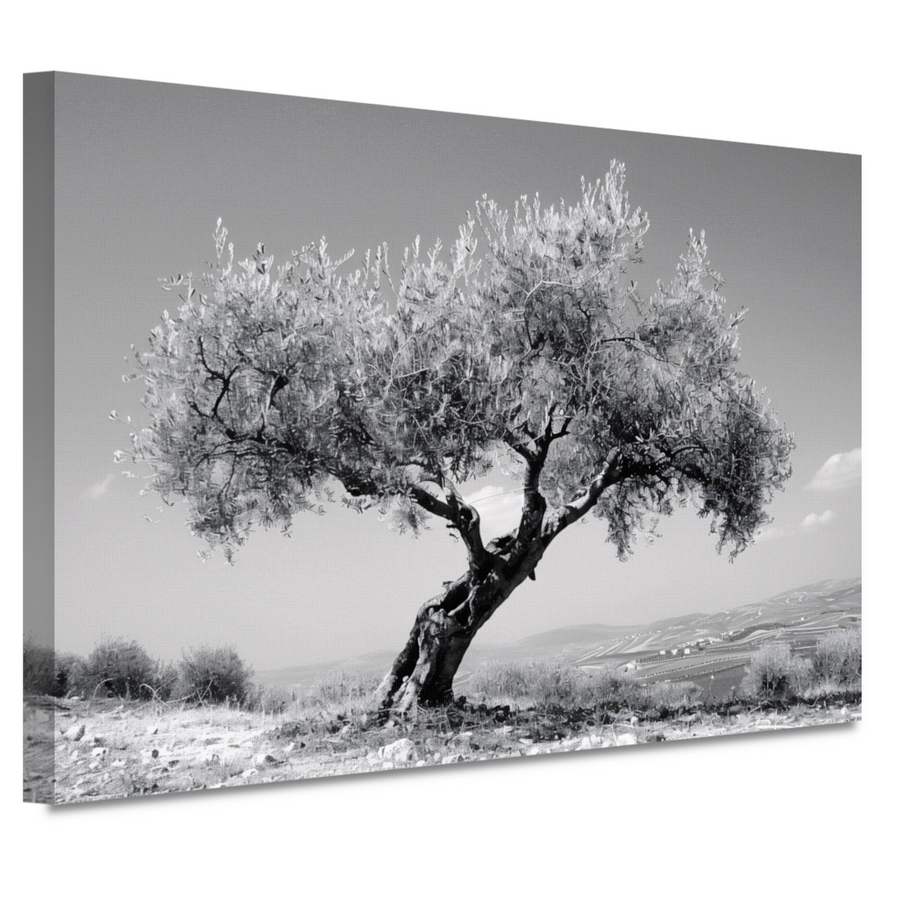Zwart-wit olijfboom landschap canvas