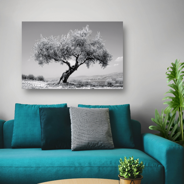 Zwart-wit olijfboom landschap canvas met baklijst