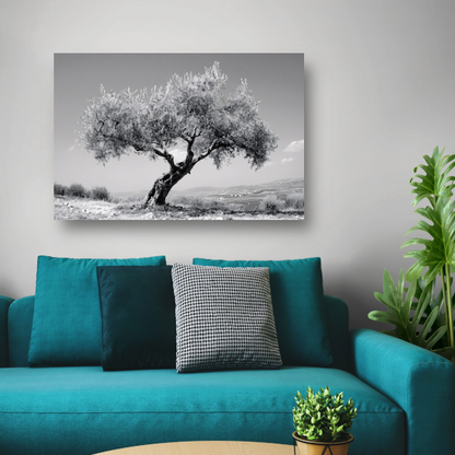 Zwart-wit olijfboom landschap acrylglas