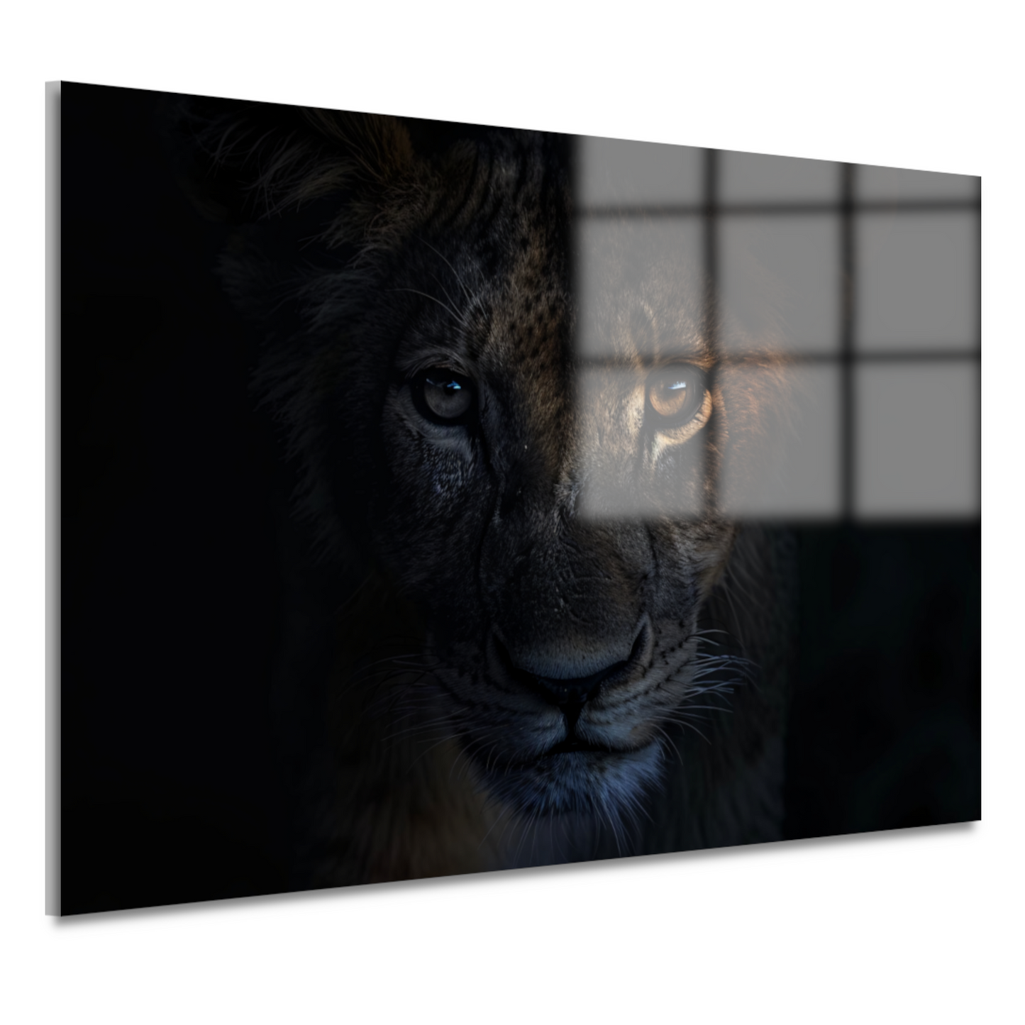 Indringende leeuwenblik in schemerige duisternis acrylglas
