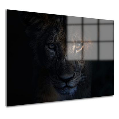 Indringende leeuwenblik in schemerige duisternis acrylglas
