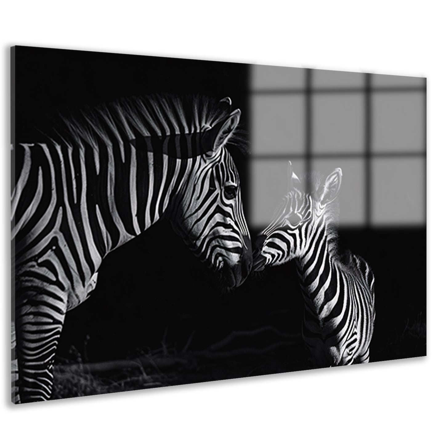 Zebra moeder en veulen in zwart-wit acrylglas