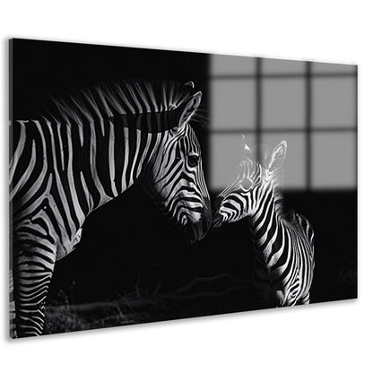 Zebra moeder en veulen in zwart-wit acrylglas