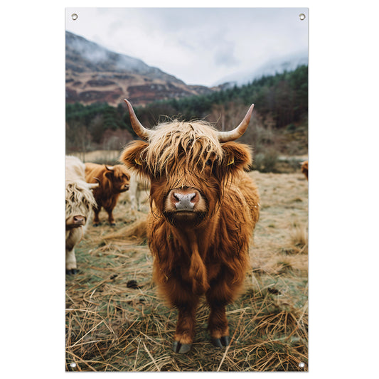 Schotse Hooglander in Mistig Landschap tuinposter