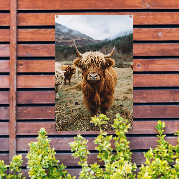 Schotse Hooglander in Mistig Landschap tuinposter