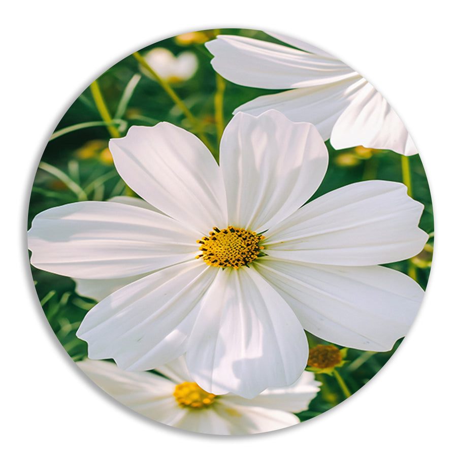 Close-up van een witte Cosmos bloem aluminium muurcirkel