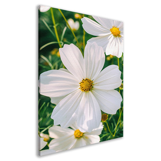 Close-up van een witte Cosmos bloem canvas