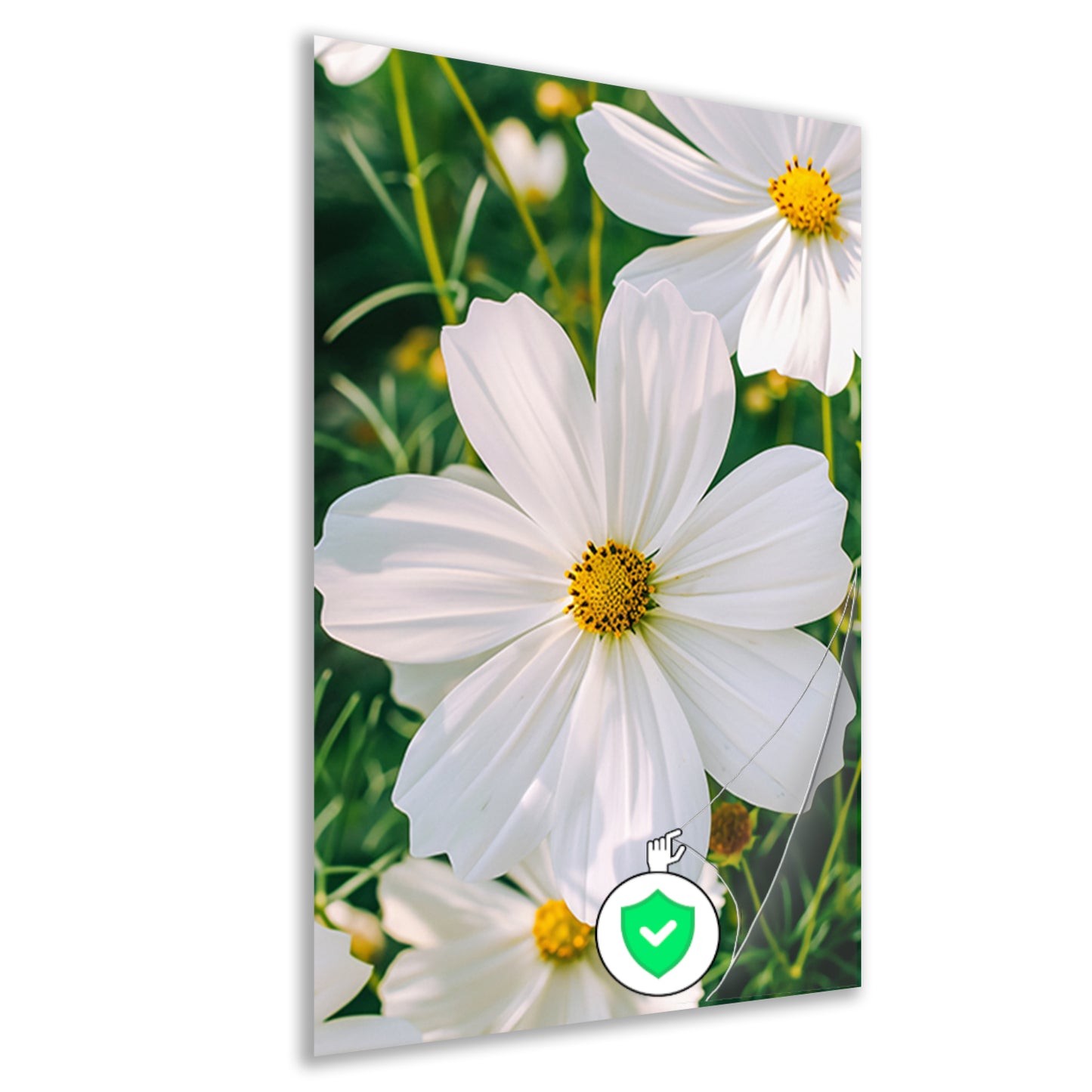 Close-up van een witte Cosmos bloem poster