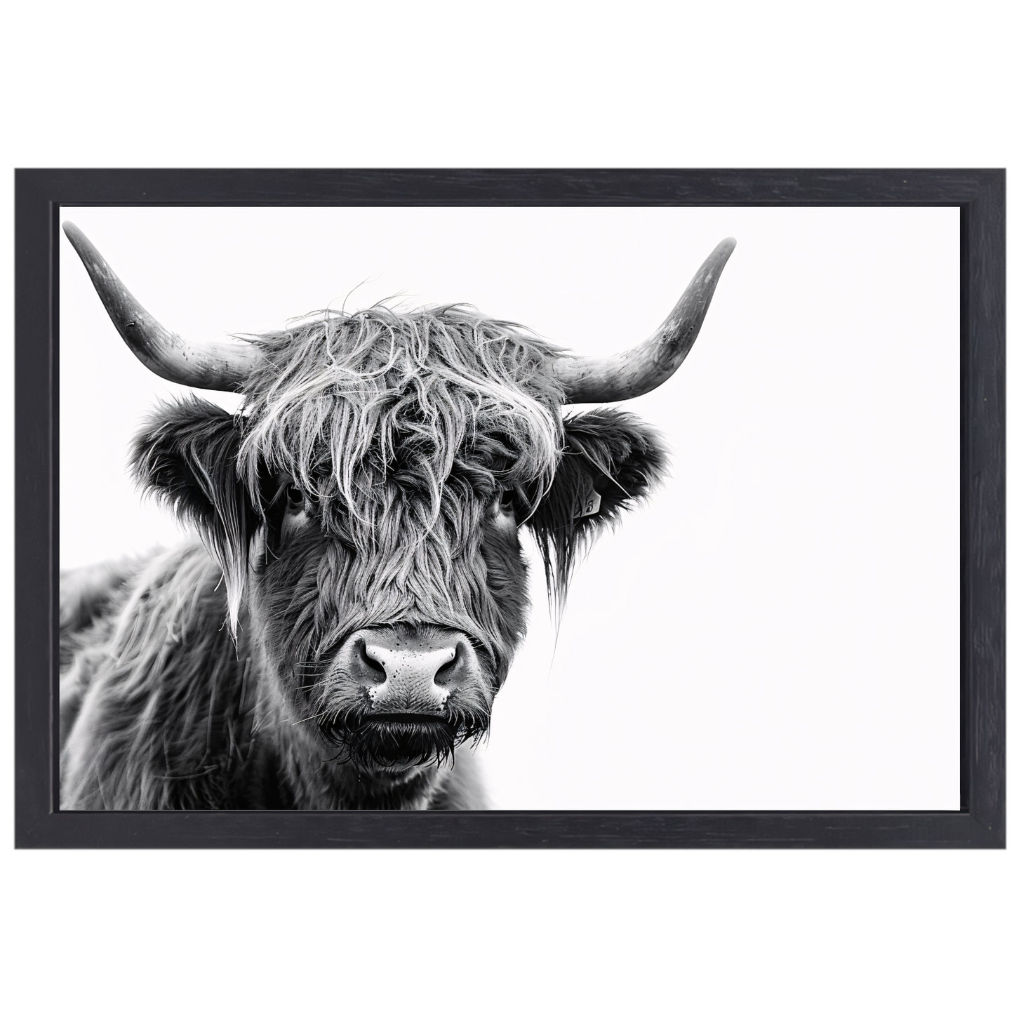 Close-up van een Schotse Hooglander in zwart-wit canvas met baklijst