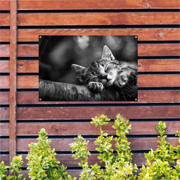 Slapende kitten op boomtak tuinposter