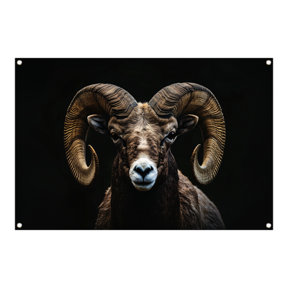 Portret van een Ram tegen een Zwarte Achtergrond tuinposter