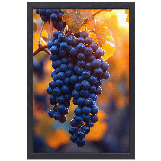 Gouden zonlicht op rijpe blauwe druiven canvas met baklijst