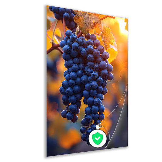 Gouden zonlicht op rijpe blauwe druiven poster