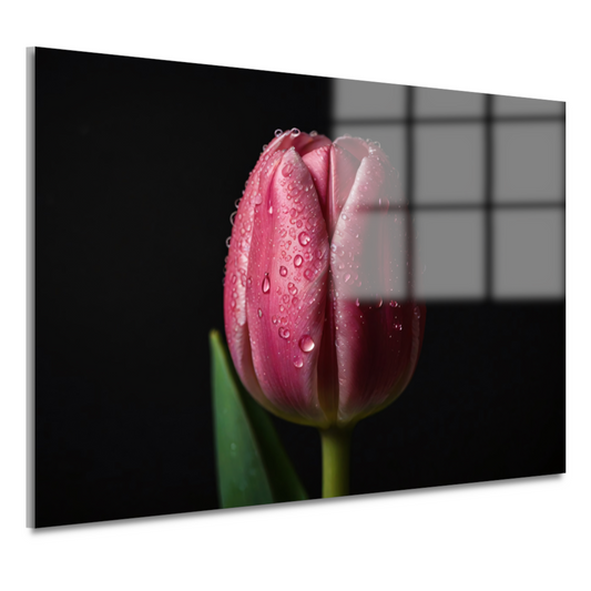 Roze Tulp met Dauw op Zwarte Achtergrond acrylglas