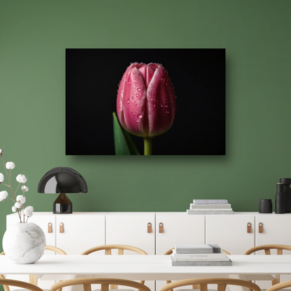 Roze Tulp met Dauw op Zwarte Achtergrond canvas met baklijst