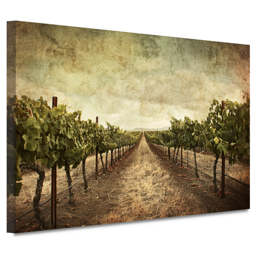 Sepia Wijngaard Landschap met Rijpe Druiven canvas
